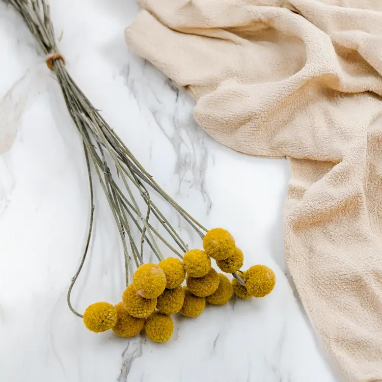 Craspedia żółta PL 1.png