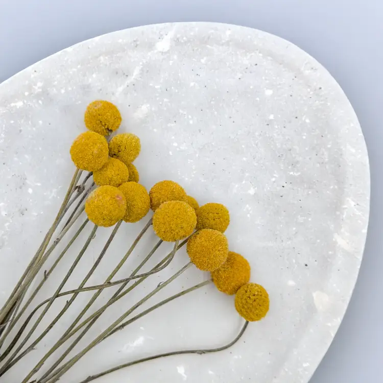 Craspedia żółta PL 2.png