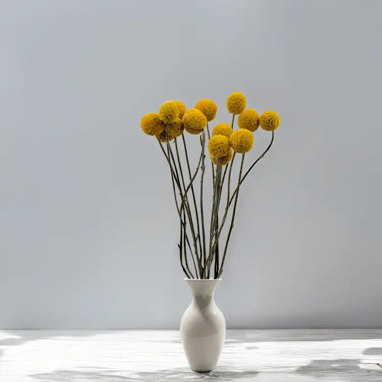 Craspedia żółta PL 3.png