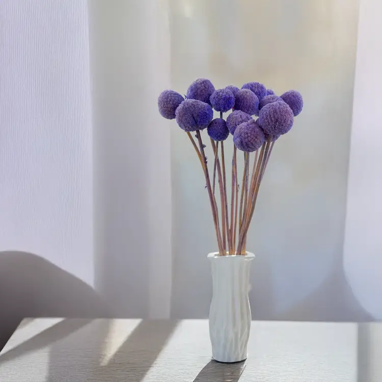 Craspedia lawendowa IT 3.png