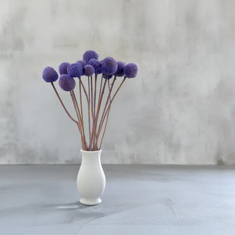 Craspedia lawendowa IT 4.png