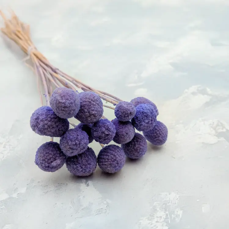 Craspedia lawendowa IT.png