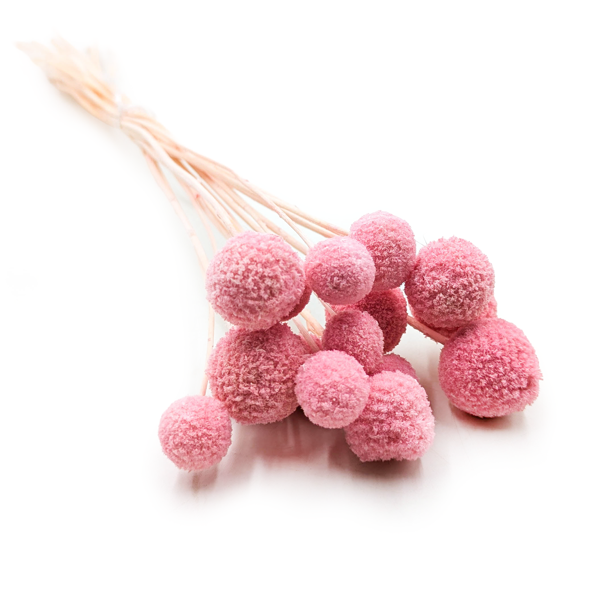 Kraspedia Suszona - (Craspedia Extra) - Różowa - bukiet 15szt