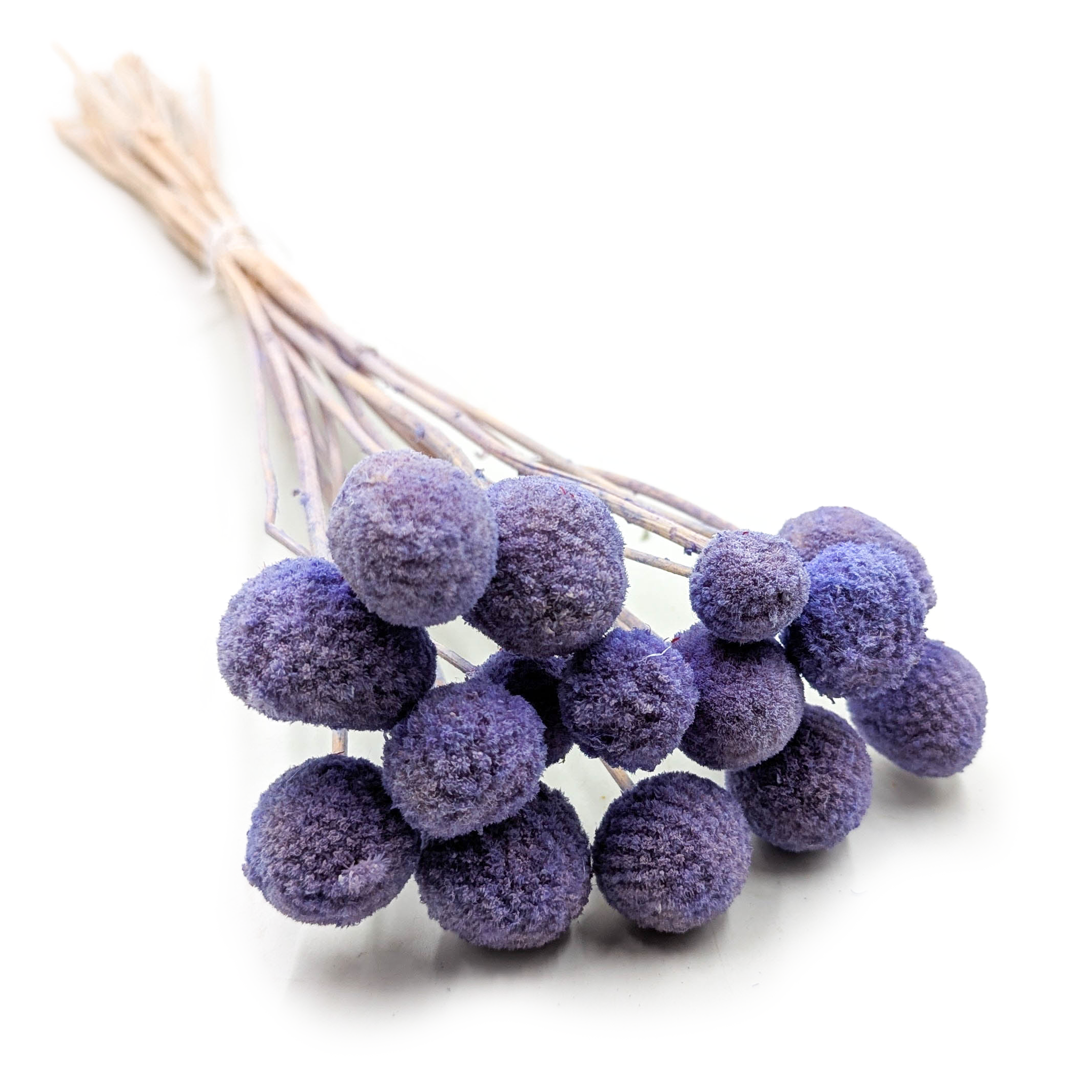 Kraspedia Suszona - (Craspedia Extra) - Lawendowa - bukiet 15szt