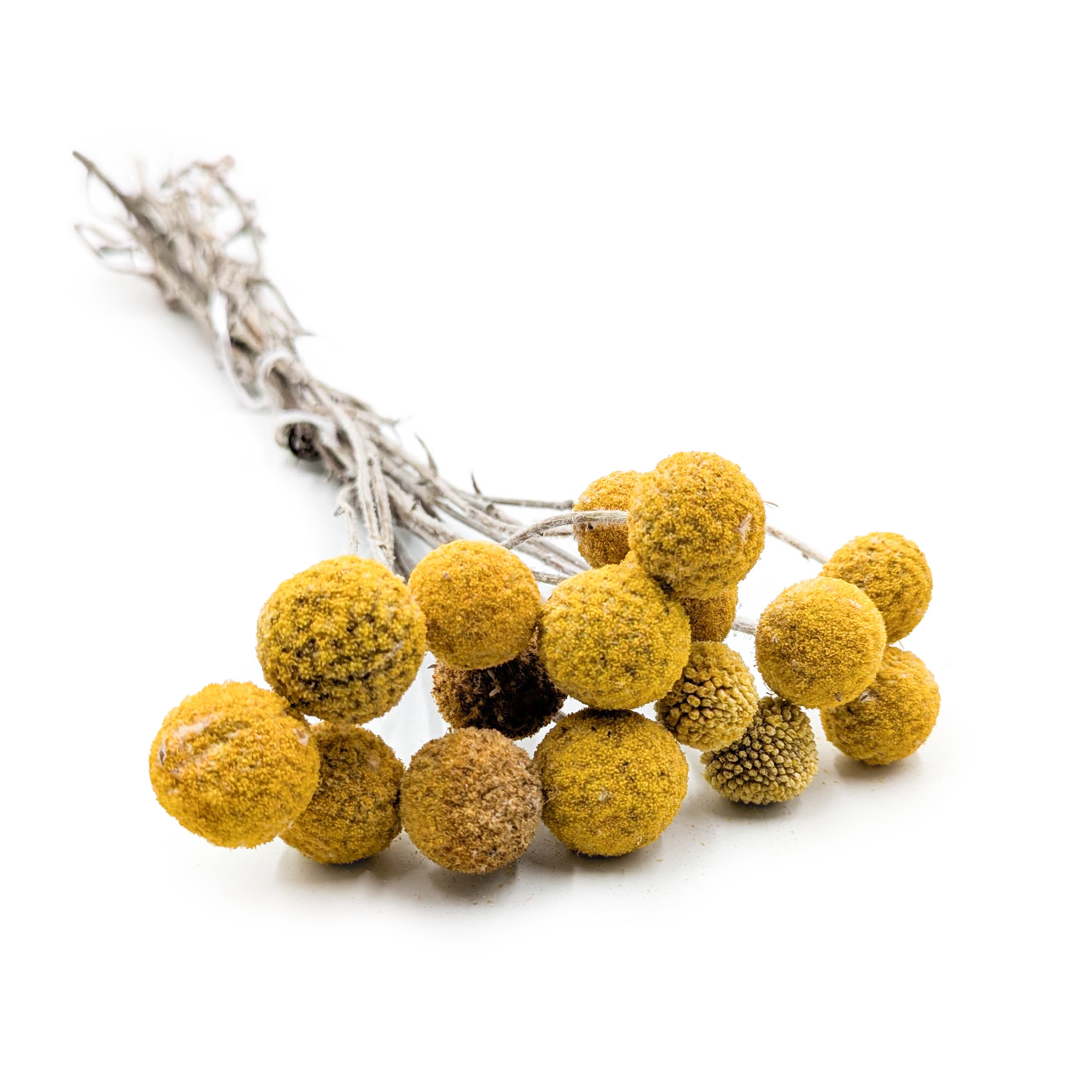 Kraspedia Suszona (Craspedia Natural Extra) - Żółta - bukiet 15szt