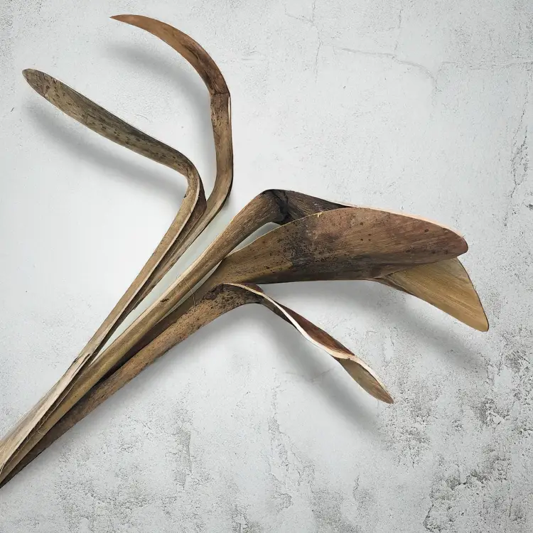 Shoe Horn Natural Dried 2.png