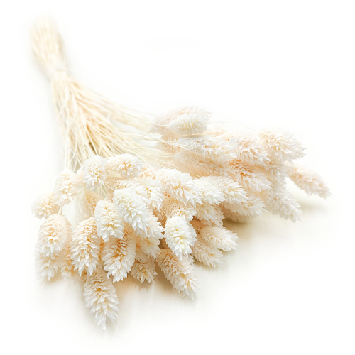 Phalaris Extra bleached 1.png