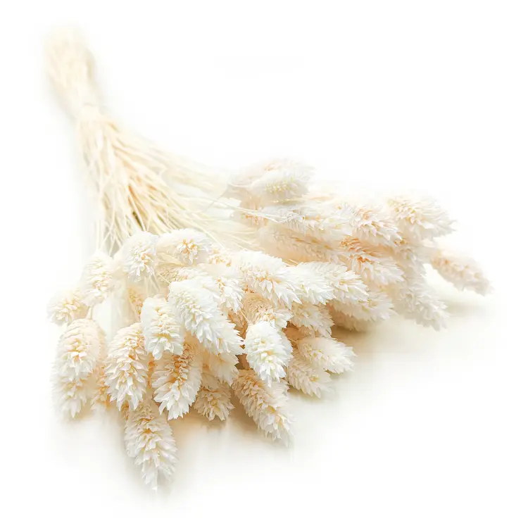 Phalaris Extra bleached 1.png