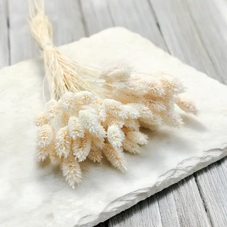 Phalaris Extra bleached 2.png