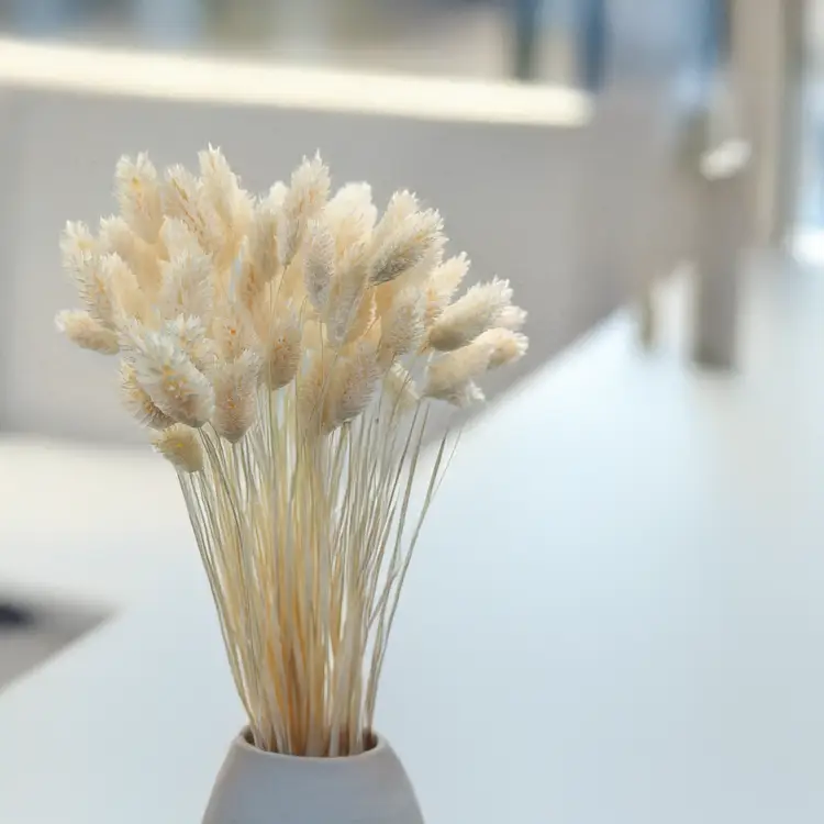 Phalaris Extra bleached 3.png