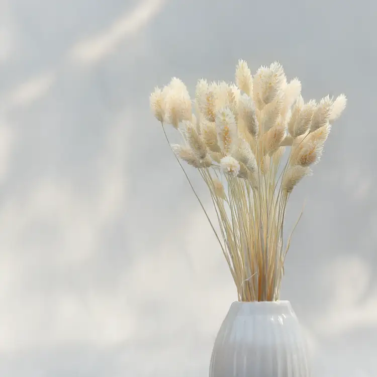 Phalaris Extra bleached 4.png