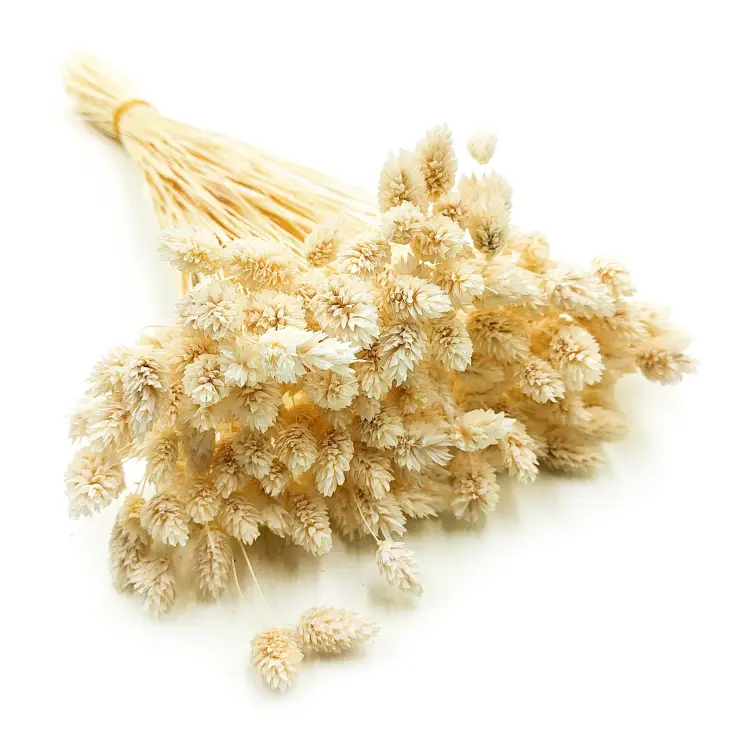 Phalaris Kanar susozny bielony 2.png