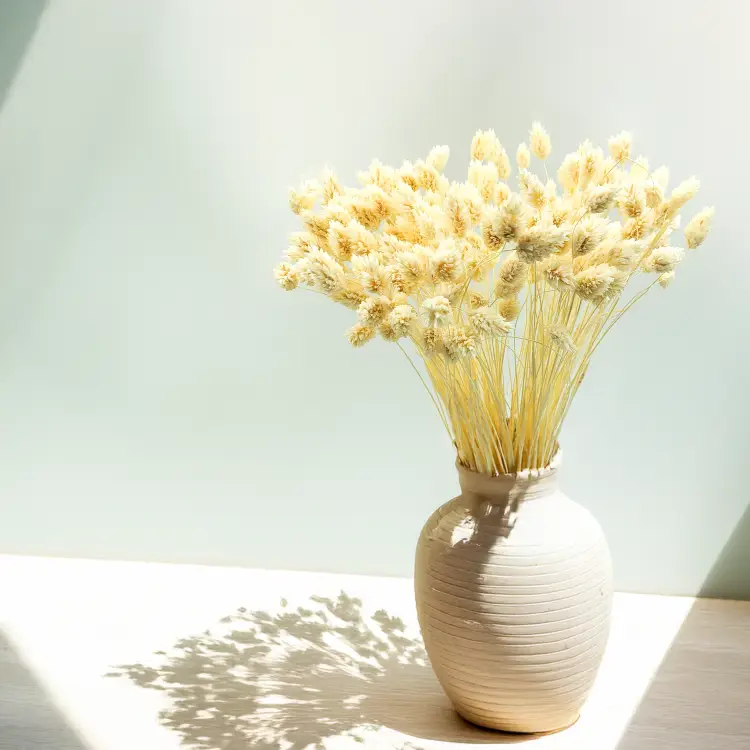 Phalaris Kanar susozny bielony.png