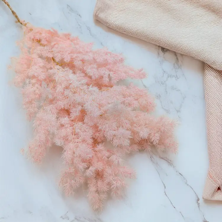 Asparagus Ming Fern pastelowy róż ES 1.png