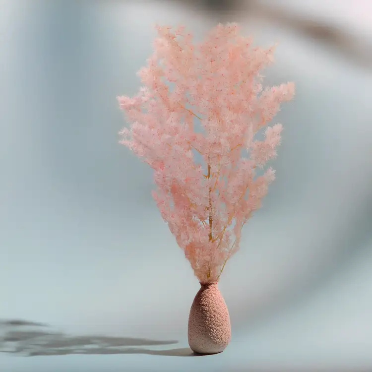 Asparagus Ming Fern pastelowy róż ES 3.png