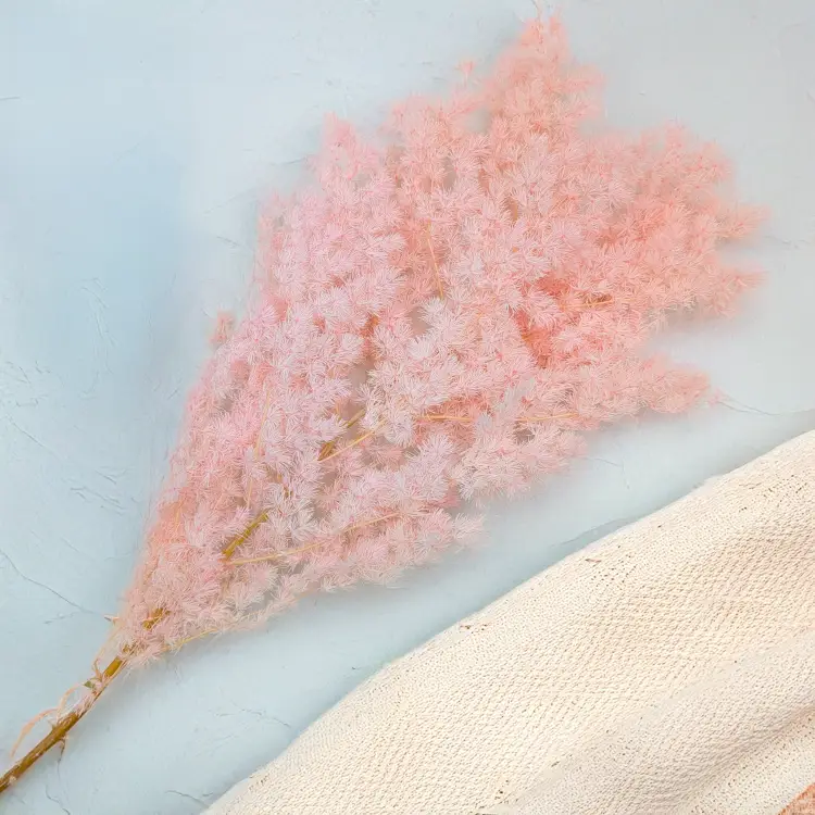 Asparagus Ming Fern pastelowy róż ES 4.png