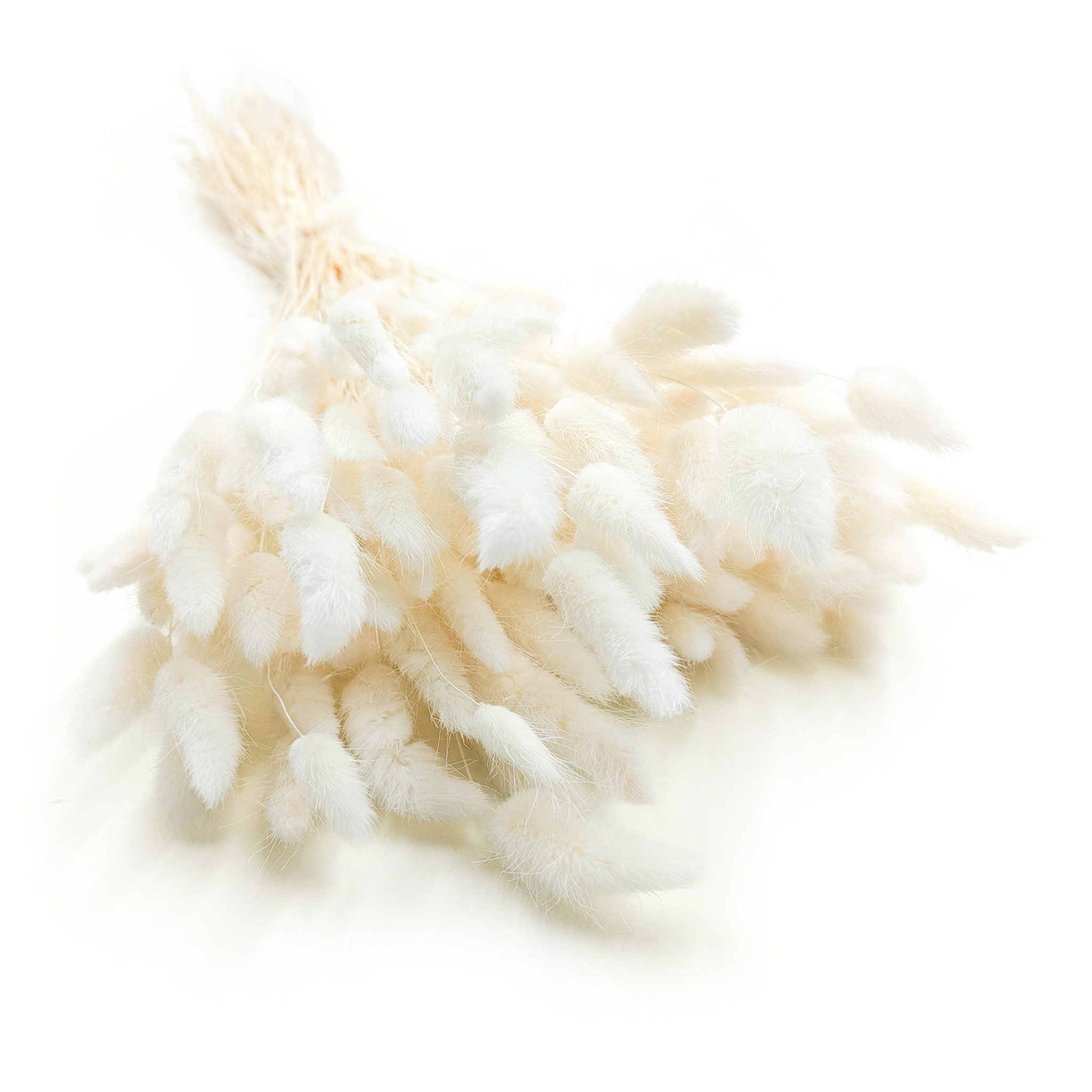 Suszony Lagurus - Dmuszek jajowaty - bielony