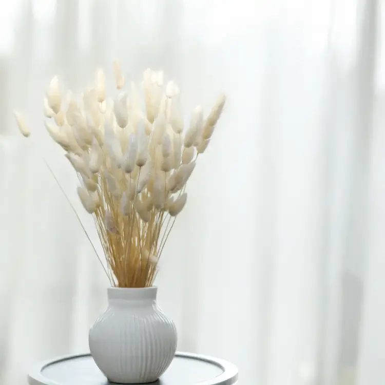 Lagurus Bielony Dmuszek jajowaty.png