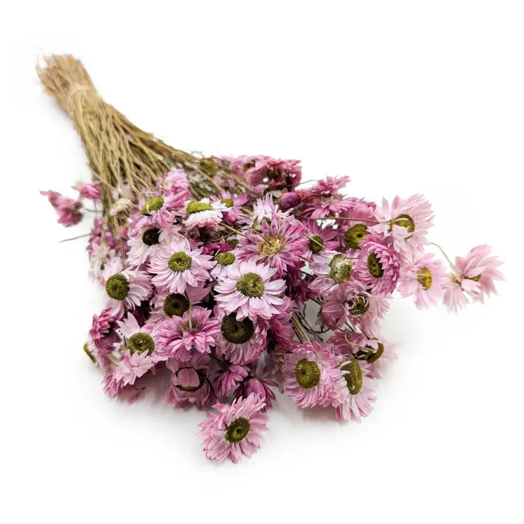 Suchołuska suszona Acroclinium Różowe.png