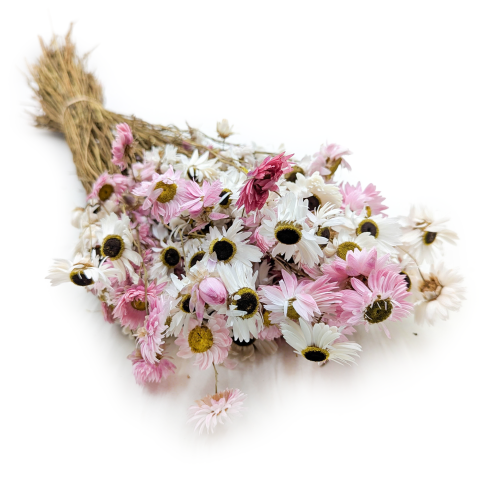 Suchołuska suszona Acroclinium MIX.png