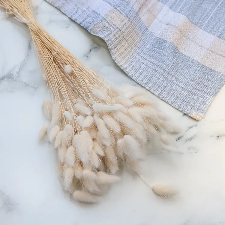 Lagurus bielony biszkoptowy 1.png