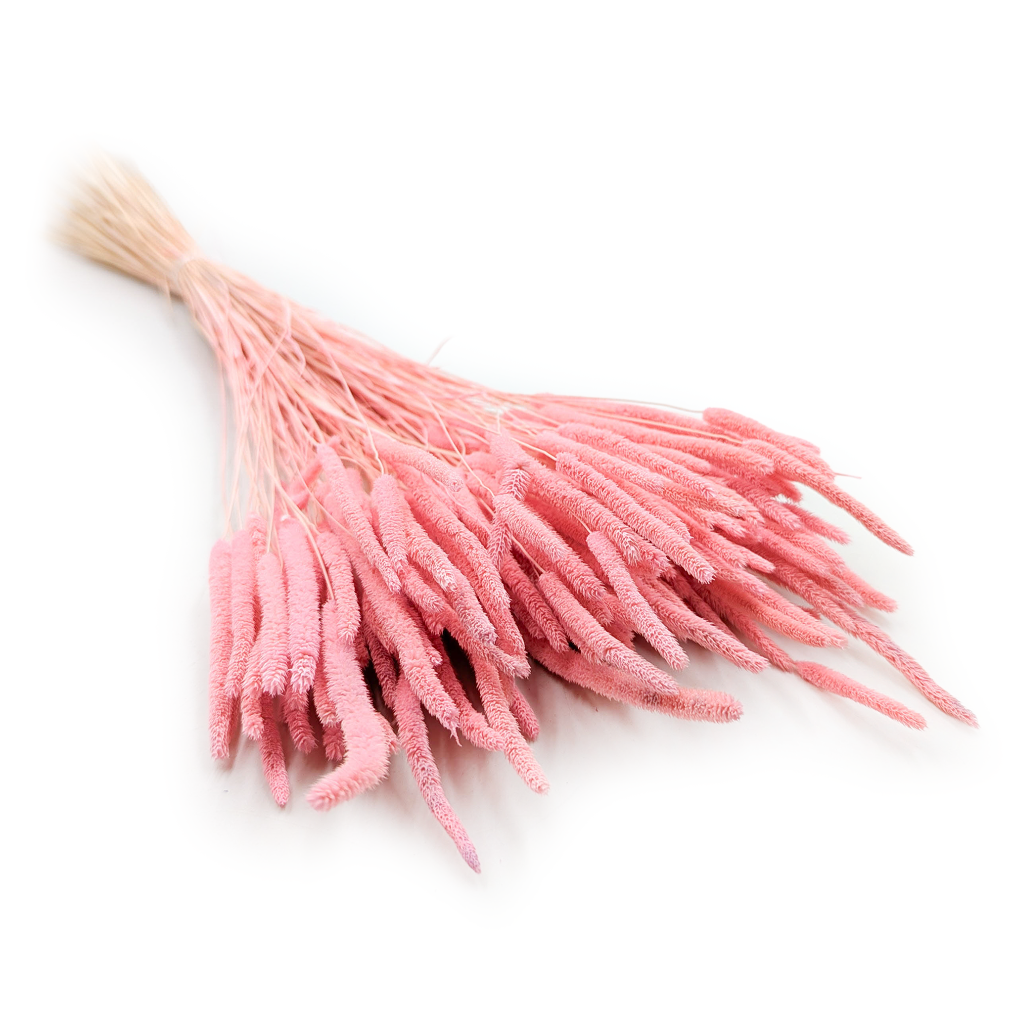 Suszona trawa - Tymotka (Phleum) - Różowa