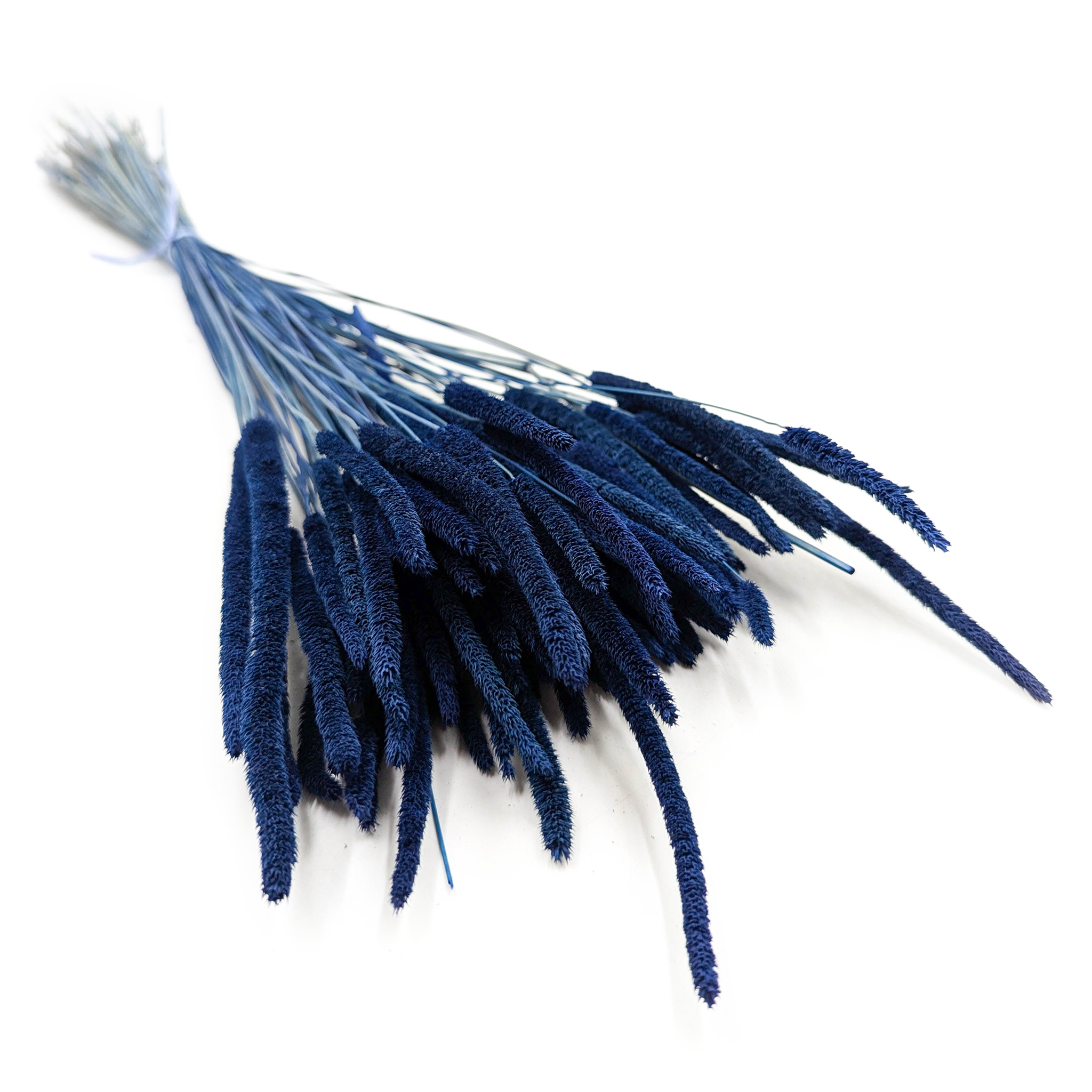 Suszona trawa - Tymotka (Phleum) - Niebieska