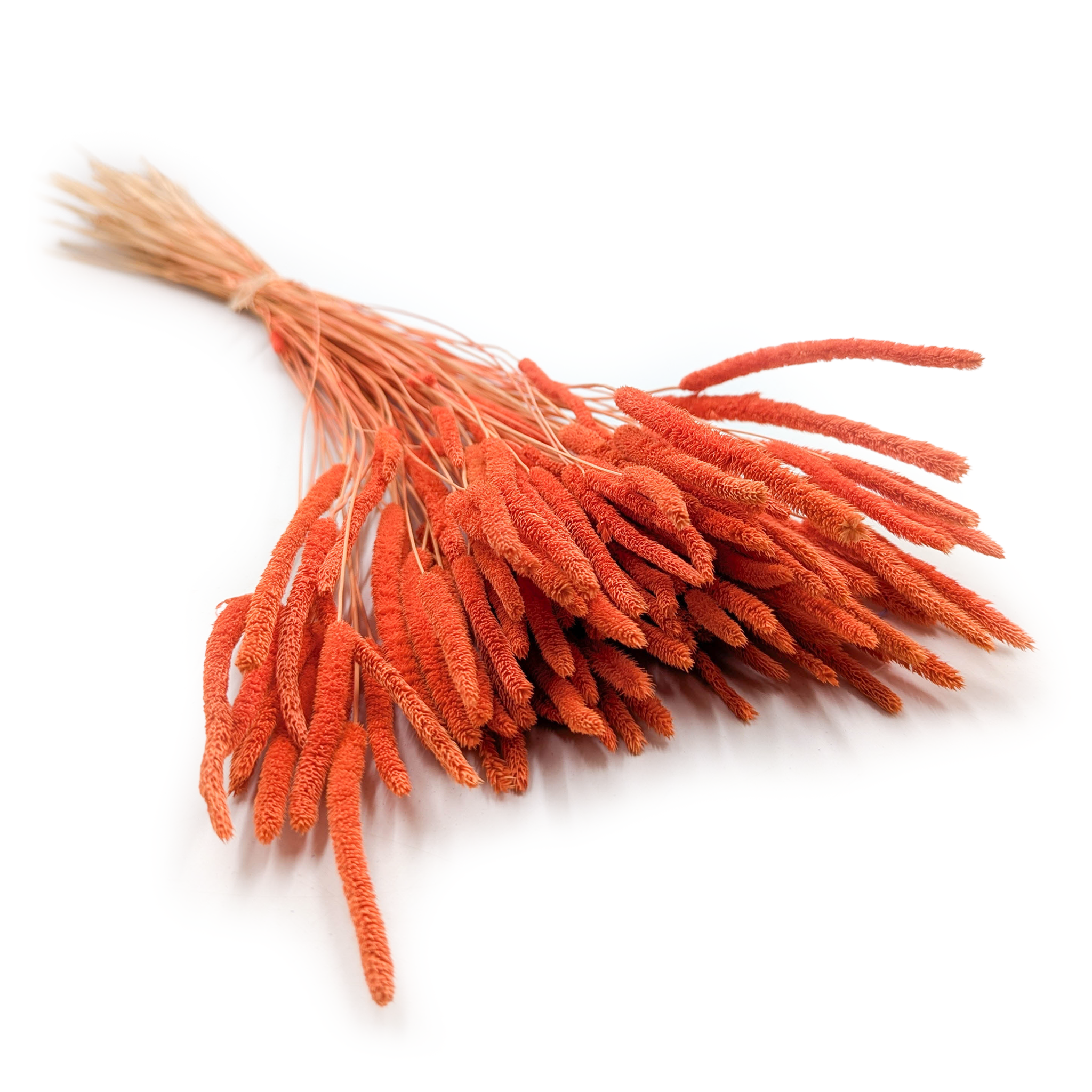 Suszona trawa - Tymotka (Phleum) - Pomarańczowa