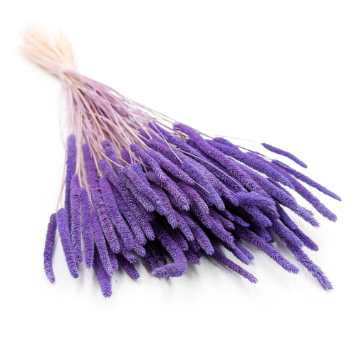 Tymotka Phleum Lila.png