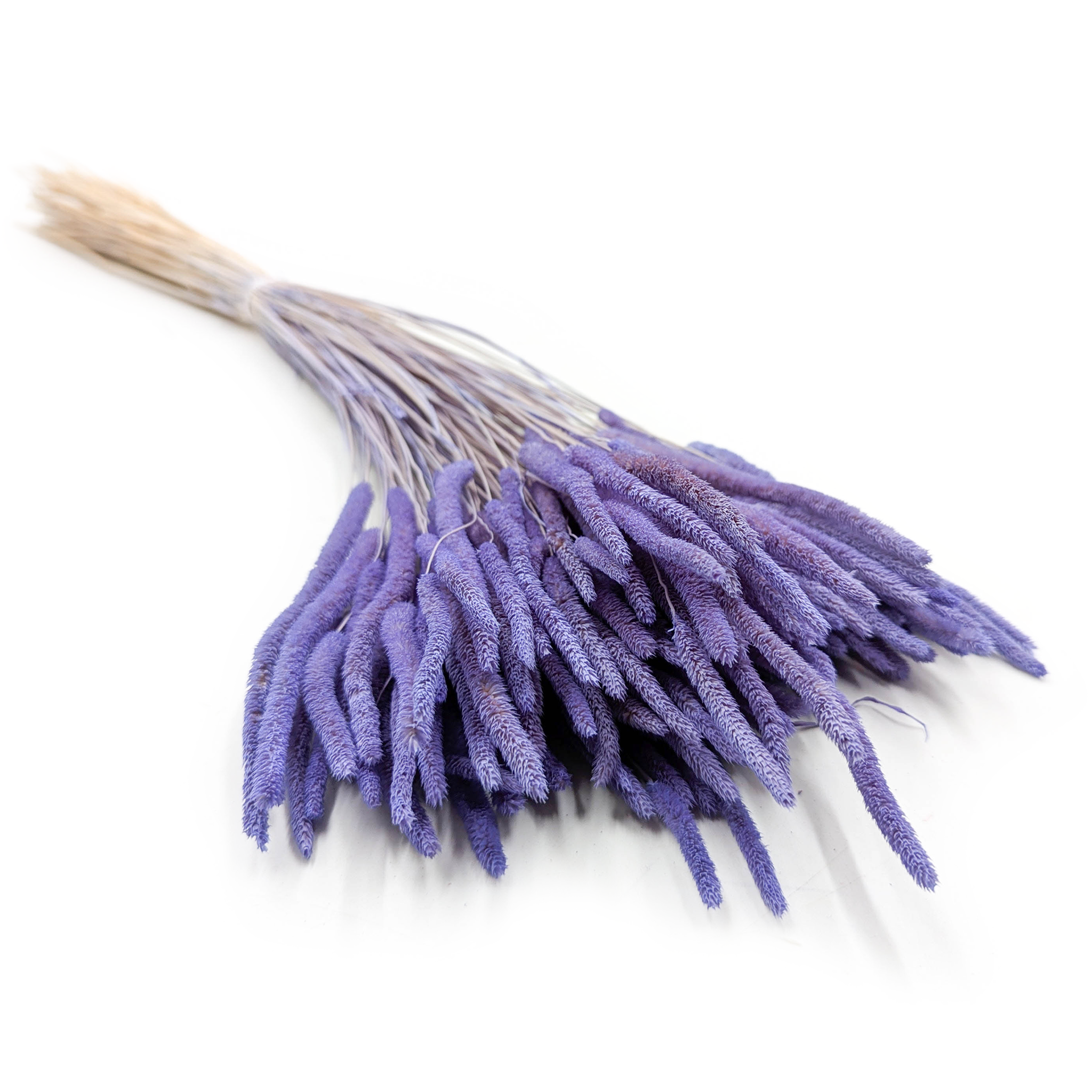 Suszona trawa - Tymotka (Phleum) - Lawendowa