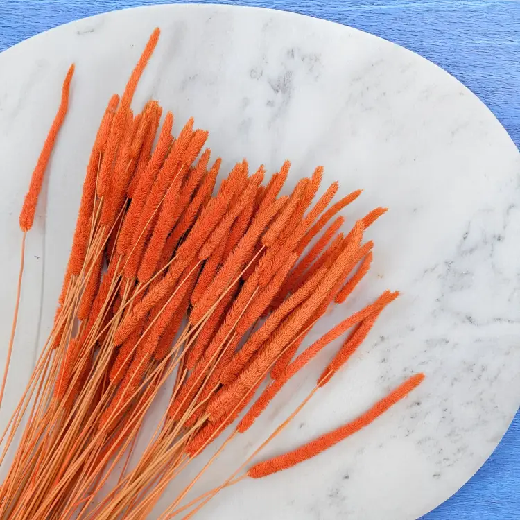 Tymotka - pomarańczowa 2.png