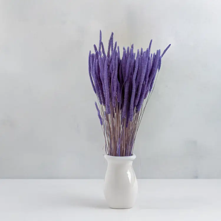 Tymotka - lawendowa 3.png