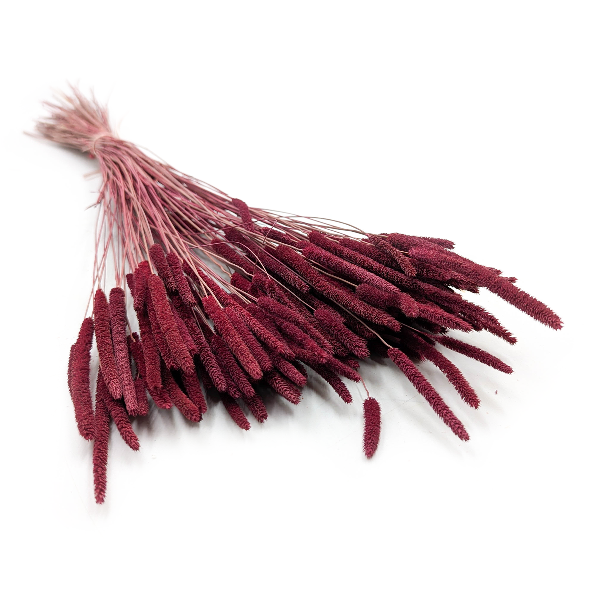 Suszona trawa - Tymotka (Phleum) - Bordowa