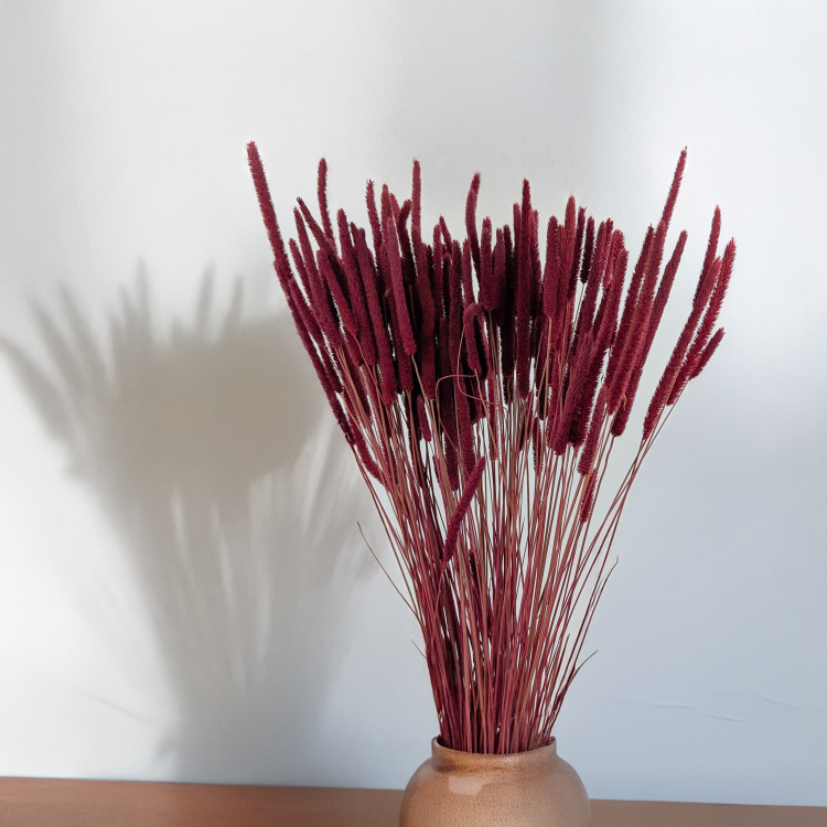 Tymotka - bordowa 3.png