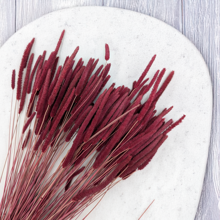 Tymotka - bordowa 2.png