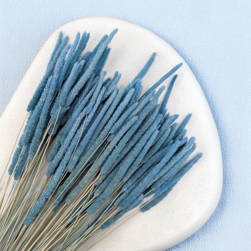 Tymotka - błękitna 2.png