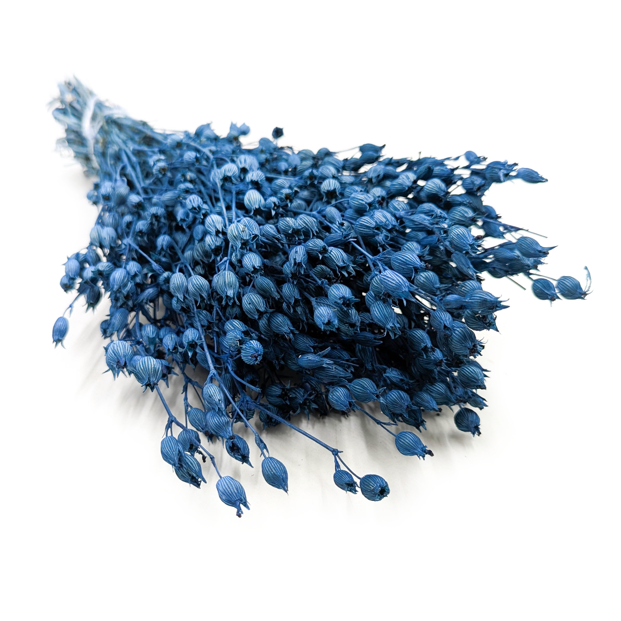 Lepnica rozdęta - (Silene) - Niebieska