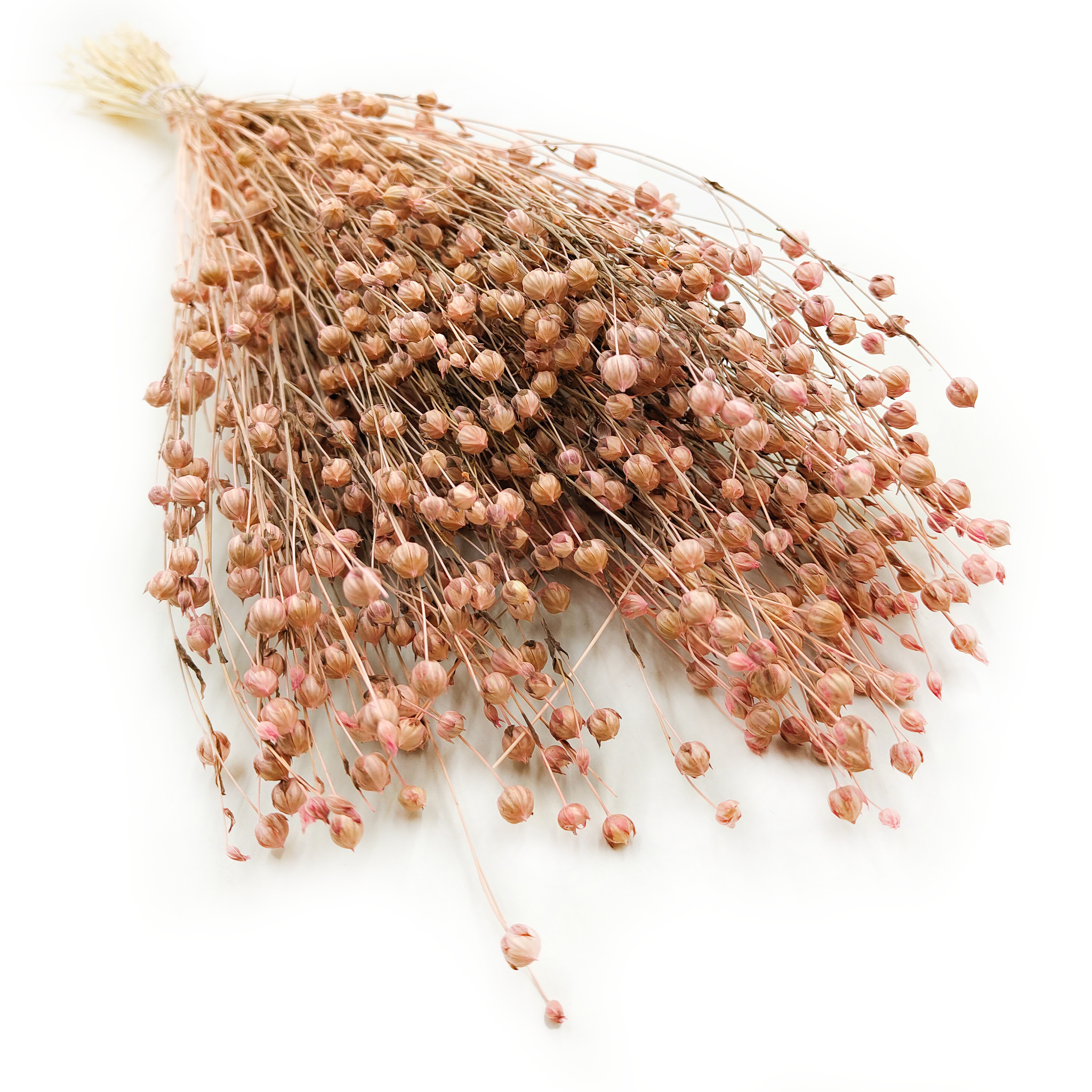 Len Suszony - Blady róż