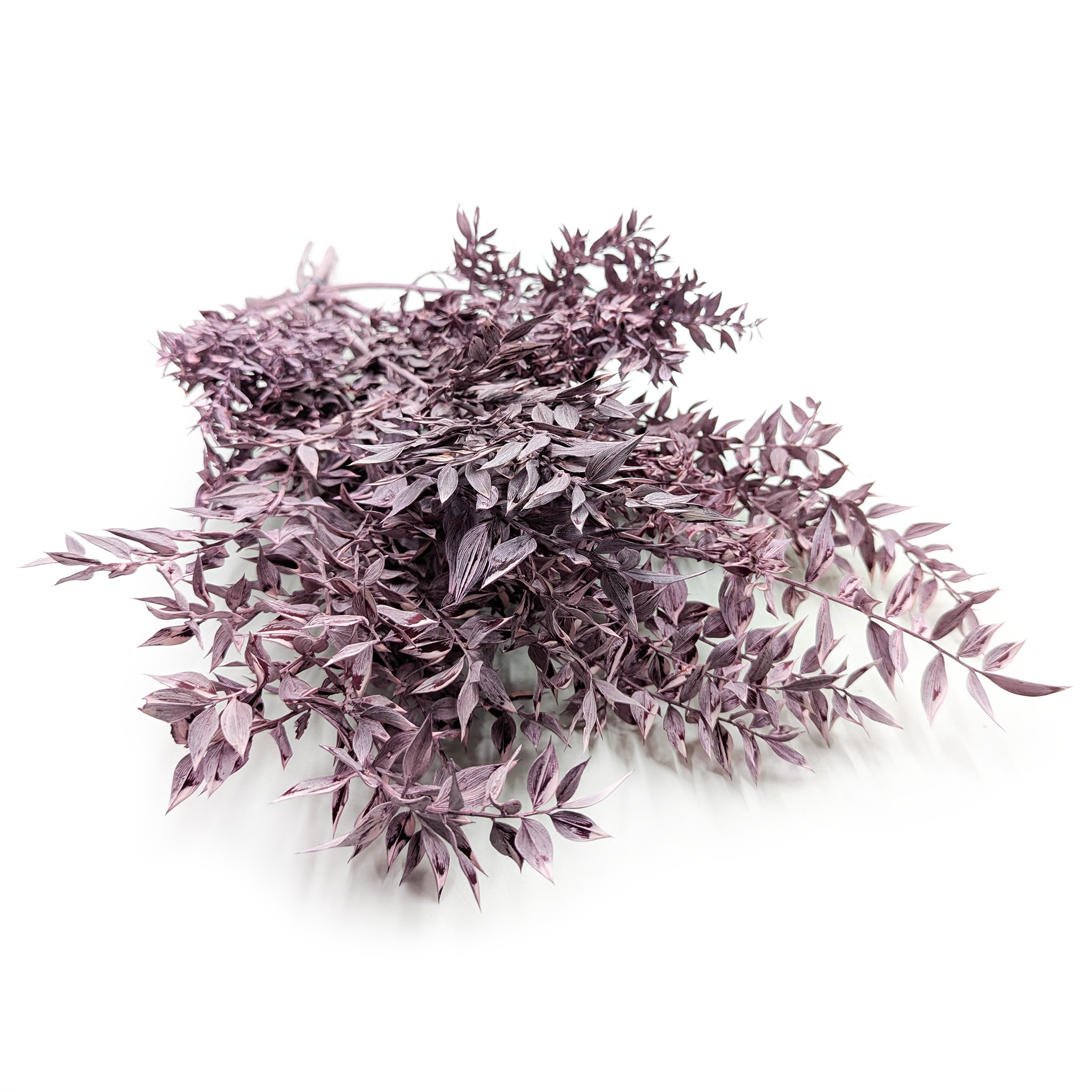 Ruskus stabilizowany - (Ruscus) - Fioletowy Matowy