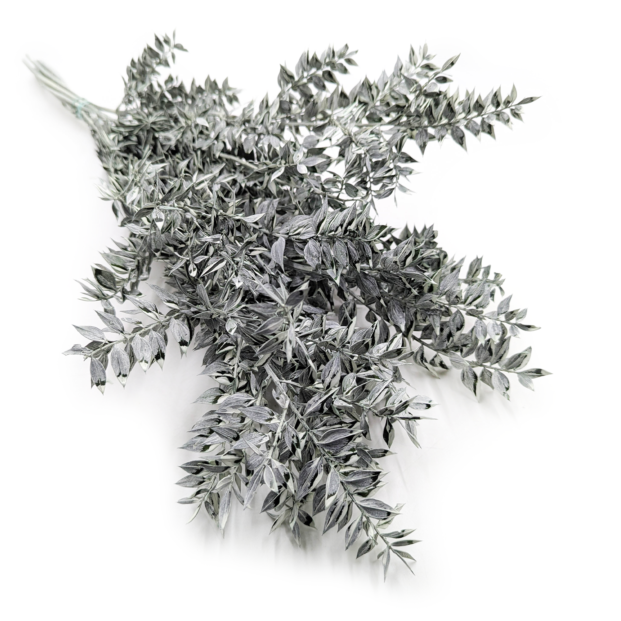 Ruskus stabilizowany - (Ruscus) - Zielony Matowy