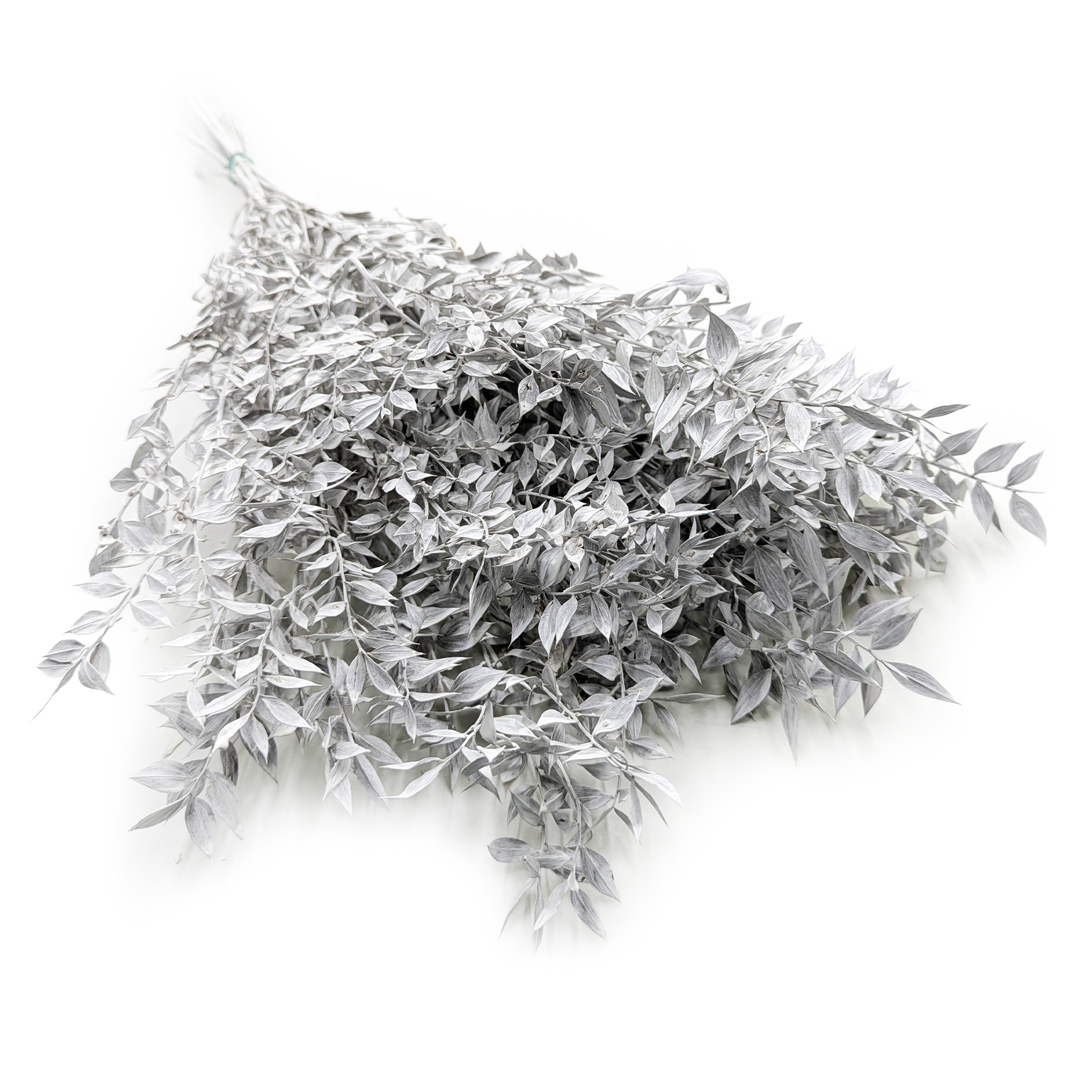 Ruskus stabilizowany - (Ruscus) - Bielony Matowy