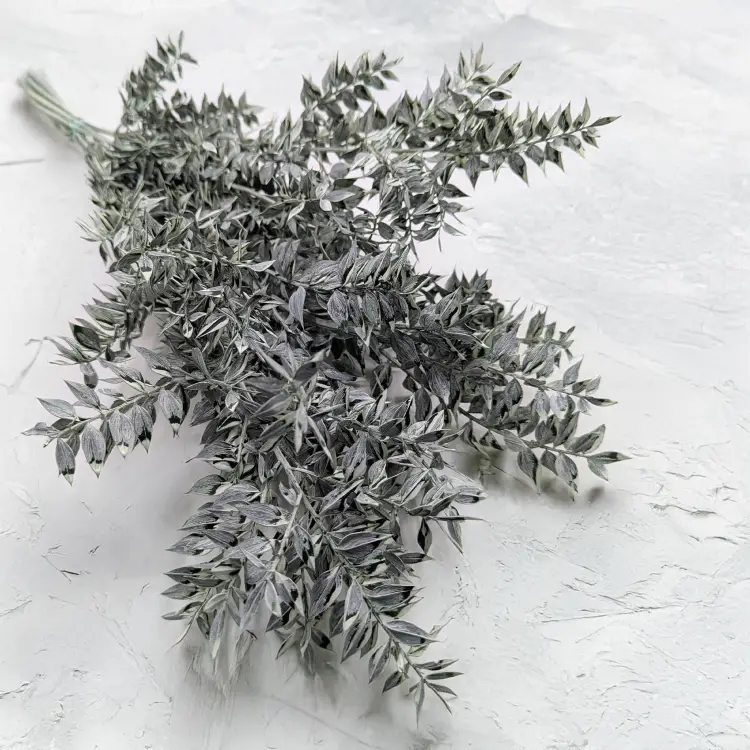 Ruskus bielony matowy zielony.png