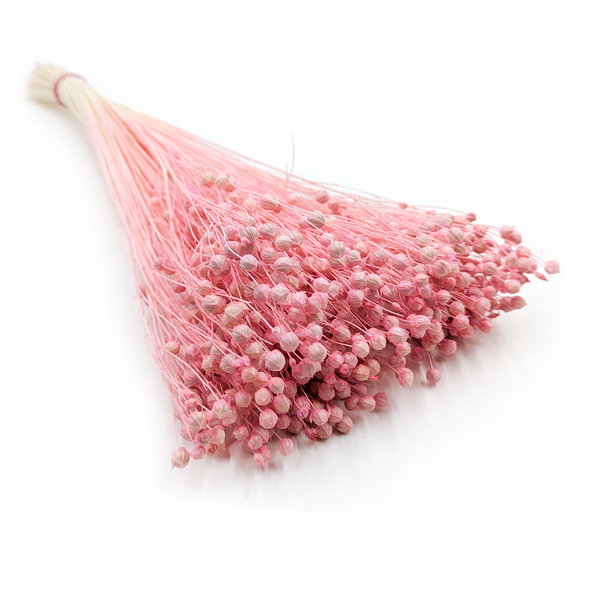 Len Suszony - Jasny róż