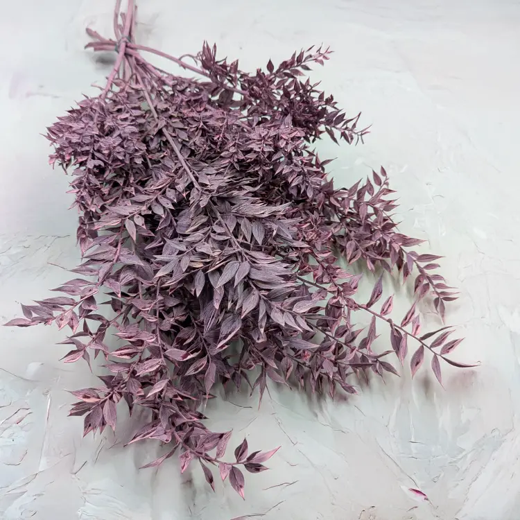 Ruskus bielony fioletowy.png