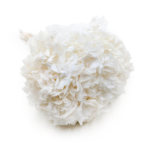 Hortensja stabilizowana Bielona.png