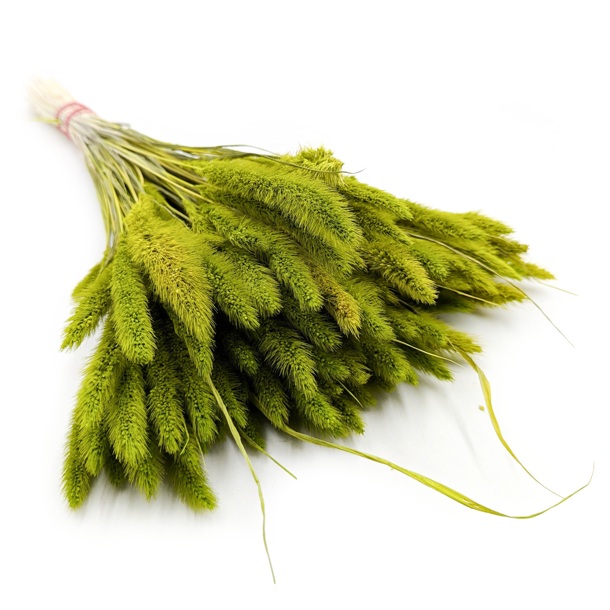 Włośnica Setaria (Setarea) Jasno Zielona - bukiet