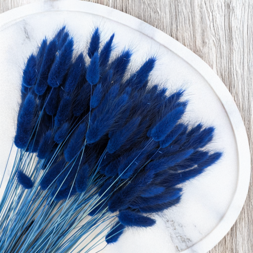 Lagurus ciemny niebieski 2.png