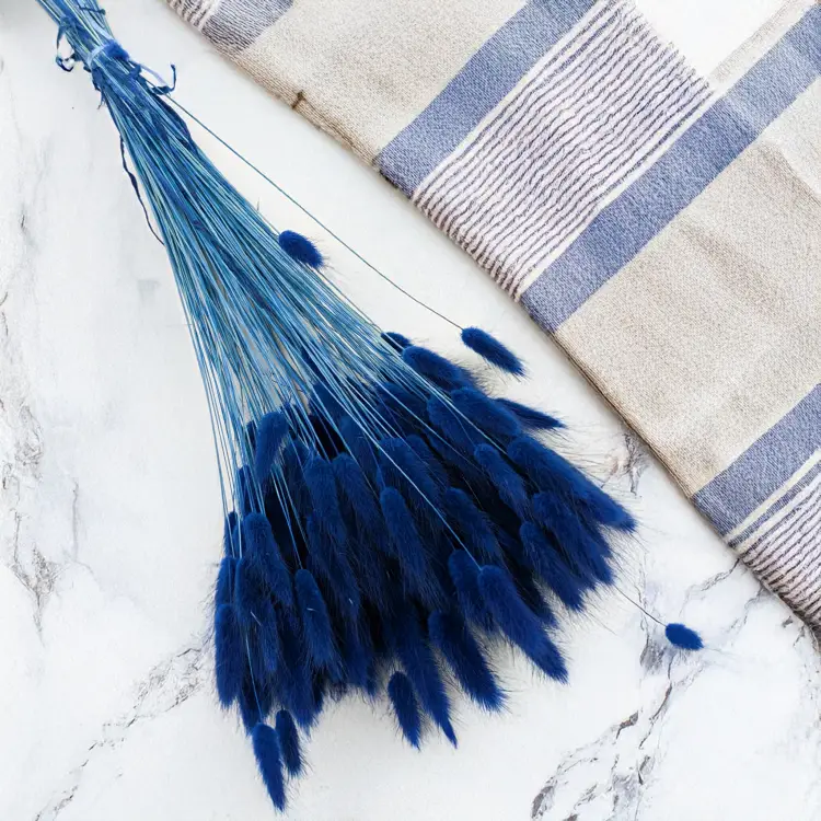 Lagurus ciemny niebieski 1.png