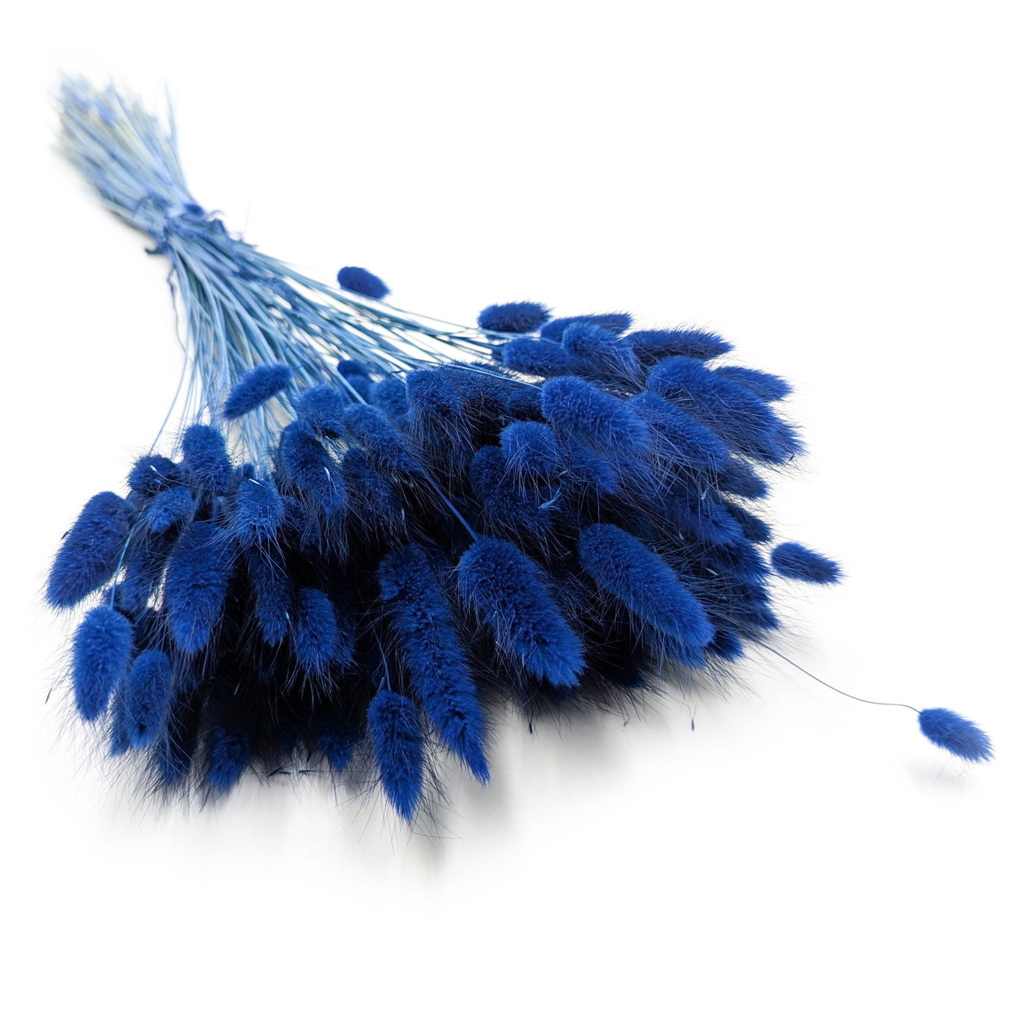 Suszony Lagurus - Dmuszek jajowaty - Ciemnoniebieski