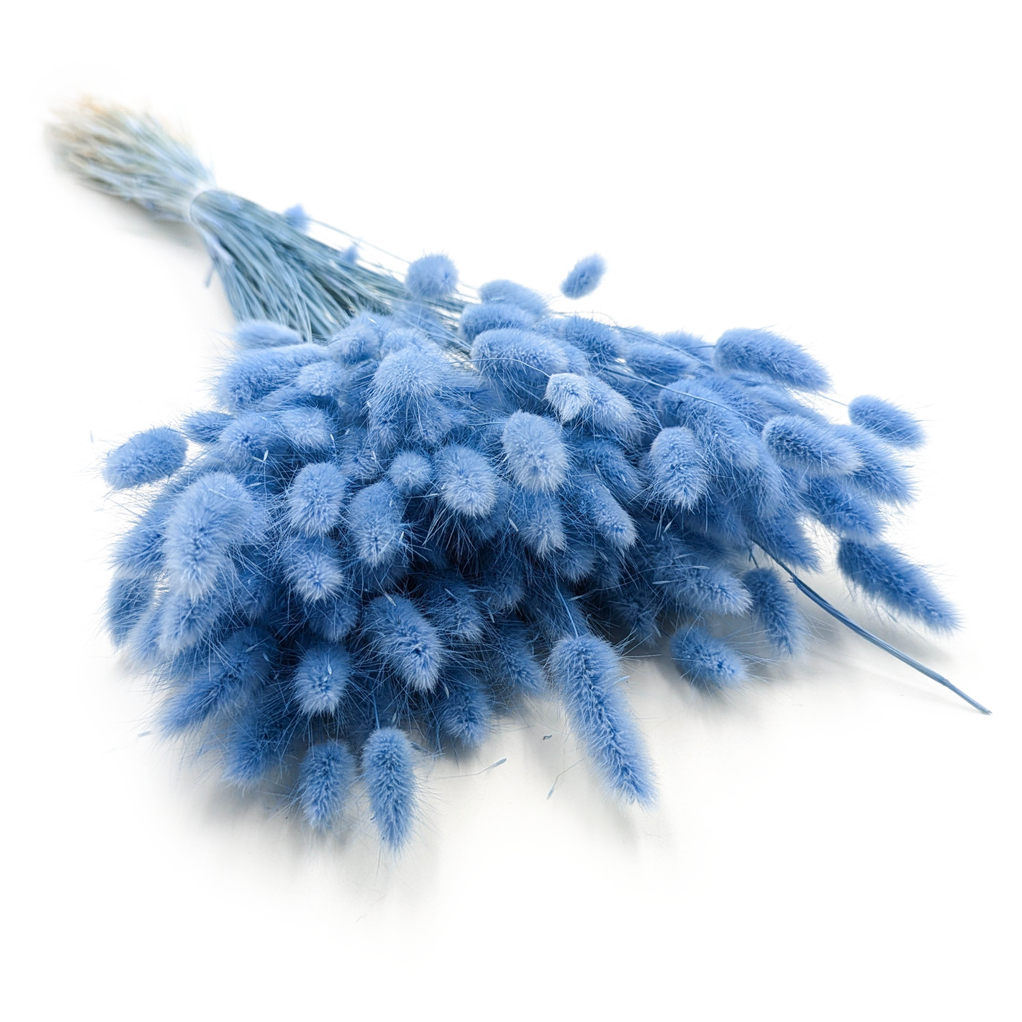 Suszony Lagurus - Dmuszek jajowaty - Lazurowy